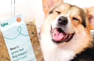 What's the best dog food (in Australia)? 1 Lyka best dog food Australia