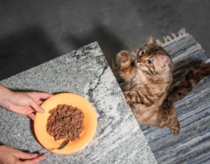 What's the best cat food (in Australia)? 3 Tyga Cat Food Review