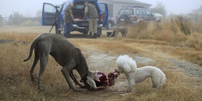 12 Are dogs carnivores or omnivores?