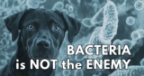Bacteria is NOT the enemy (Addressing raw feeding concerns)