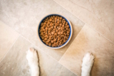 What’s the best dog food (in Australia)?