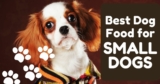 Best Dog Food for Small Dogs