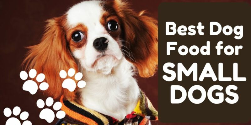 12 Best Dog Food for Small Dogs