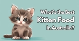 What’s the Best Kitten Food in Australia?
