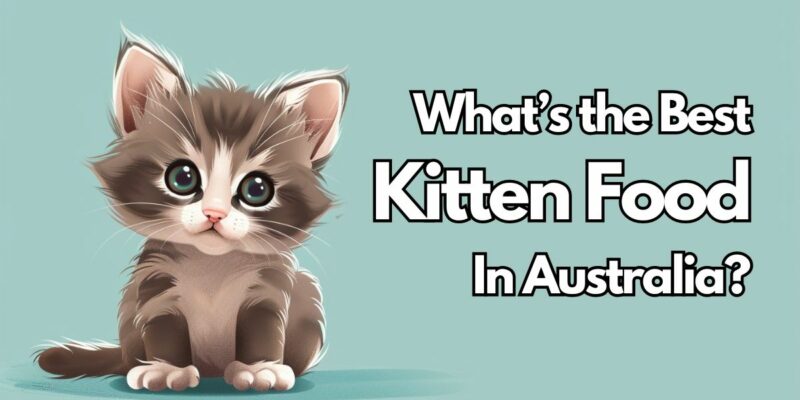 11 What’s the Best Kitten Food in Australia?