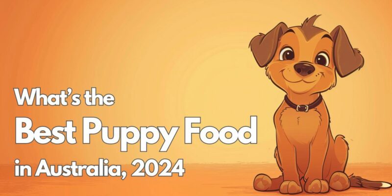 11 What’s the best puppy food?