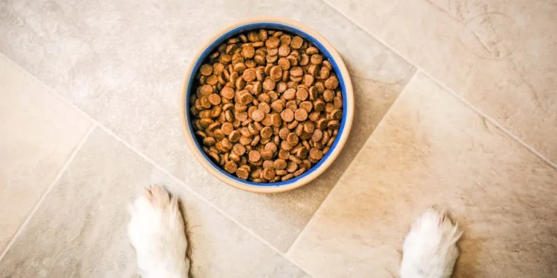 14 What’s the best puppy food?
