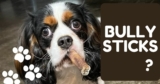 Bully Sticks – The Magic Bull Penis