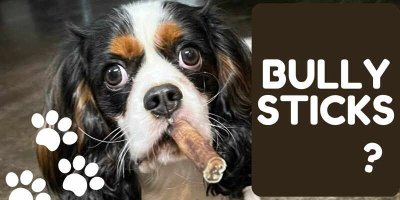 9 Bully Sticks – The Magic Bull Penis