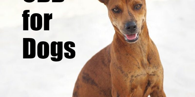 9 CBD for dogs – health benefits!