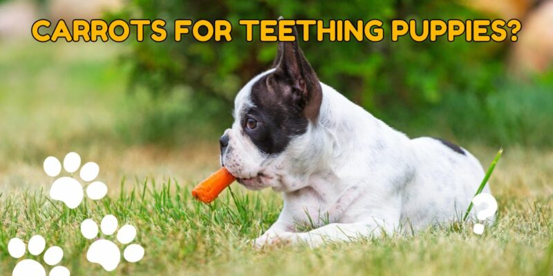 13 Can You Give Your Puppy Carrots for Teething?