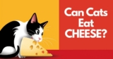Can a Cat Eat Cheese?