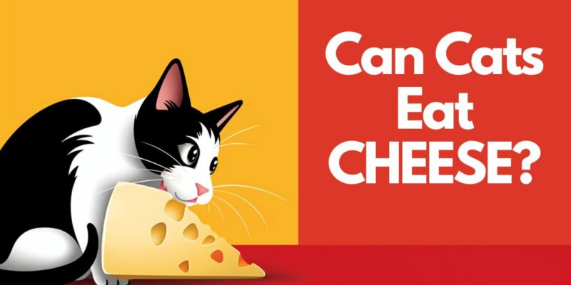 14 Can a Cat Eat Cheese?