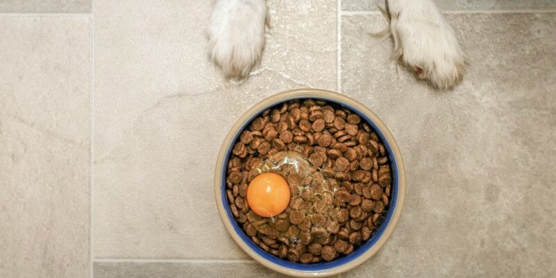 11 Can dogs eat raw eggs?