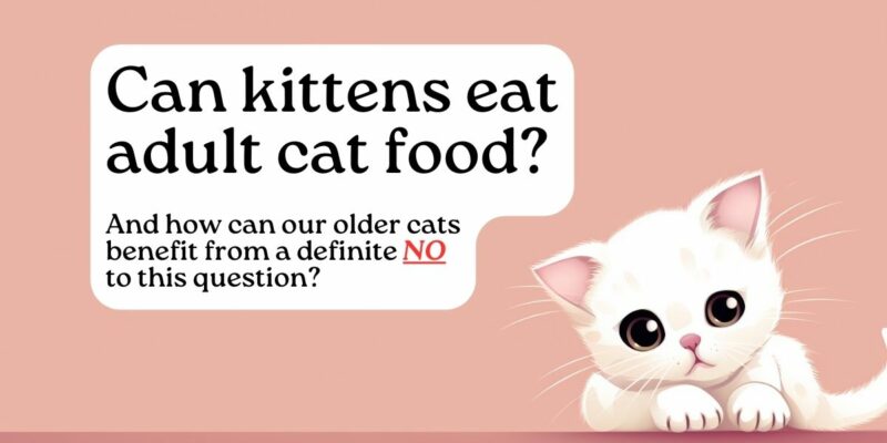 13 Can Kittens Eat Adult Cat Food?