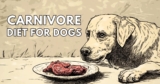 How to feed a carnivore diet for dogs