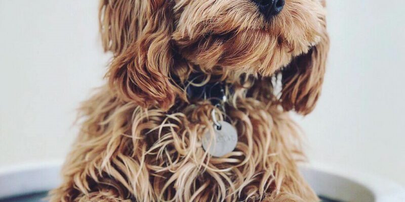 13 Cavoodle Breed Information (Cavapoo)