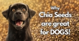 Why Chia Seeds are great for Dogs!