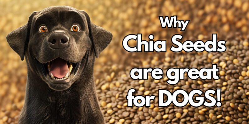 10 Why Chia Seeds are great for Dogs!