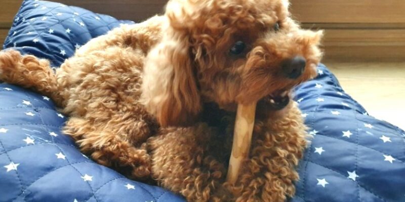 10 Coffee Wood Chews for Dogs – What’s the bark?