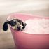 French Bulldog Breed Information
