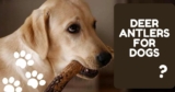 Deer Antlers for Dogs