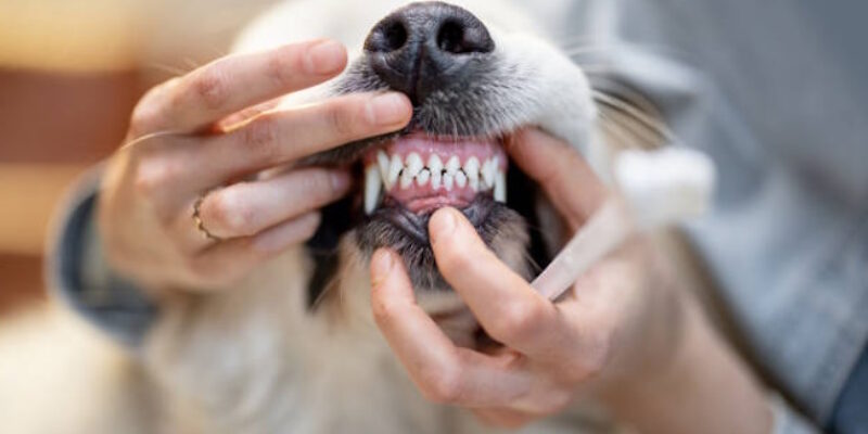13 How to Improve Dental Health in Dogs & Cats