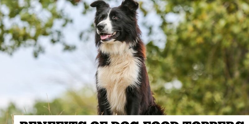 12 Dog food toppers