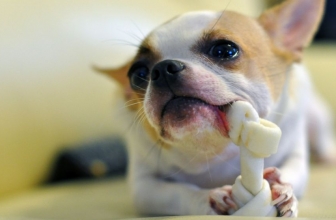 Vet recommended dog treats in Australia