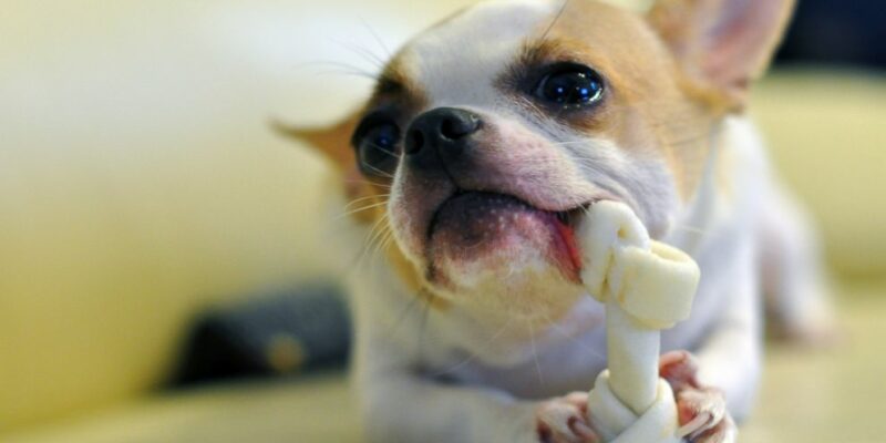 13 Vet recommended dog treats in Australia