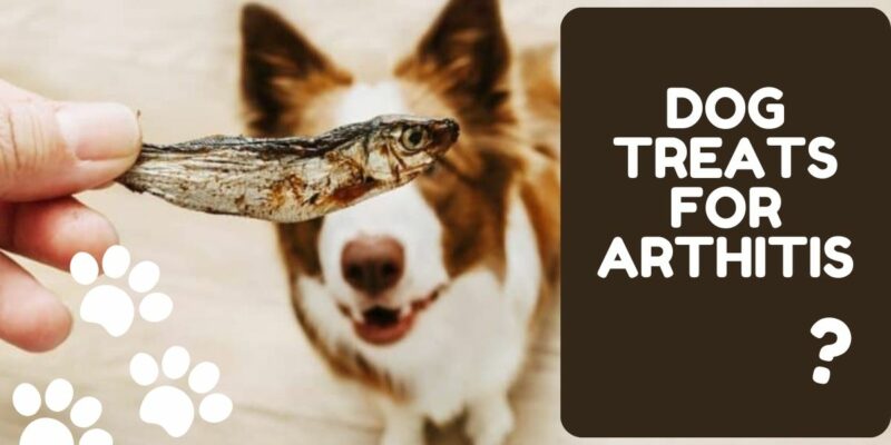 9 Treats for Dogs with Arthritis
