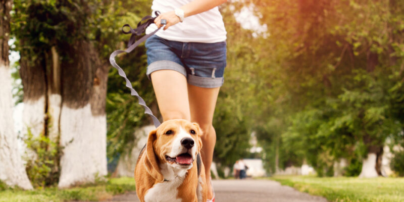 12 Dogs in Summer – Heat & Grass Seeds
