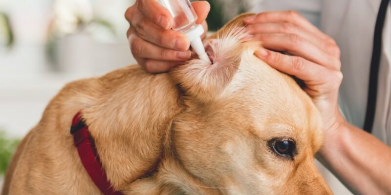 12 Ear Infections in Dogs – Symptoms, Treatment, & Prevention