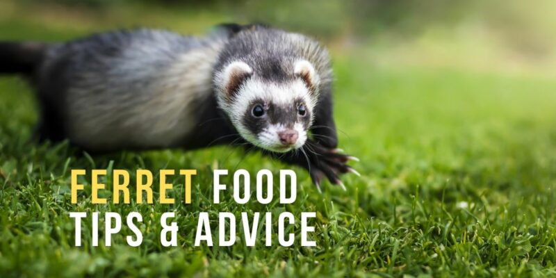 11 Ferret Food