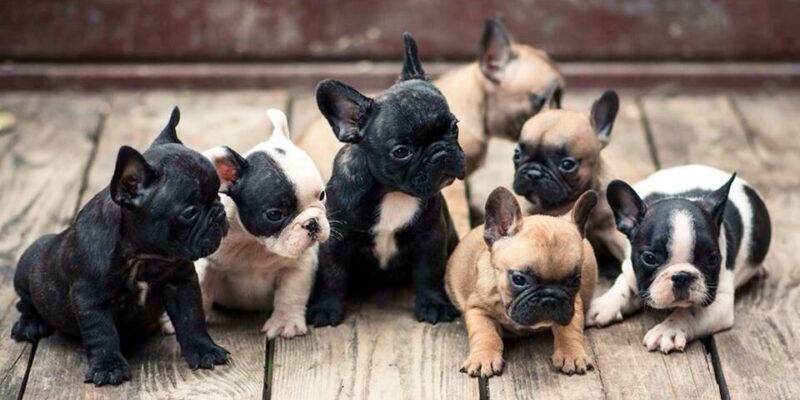 14 French Bulldog Breed Information