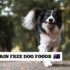 Optimum Dog Food Review