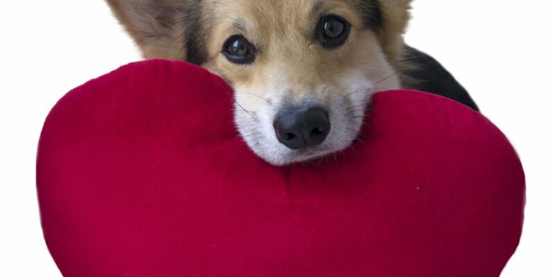 14 Heart disease in dogs