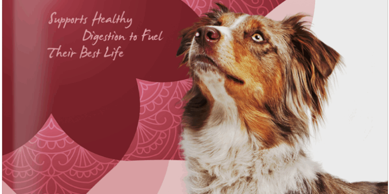 11 Holistic Select Grain Free Dog Food Review