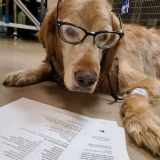 How does diet affect joint health in dogs?