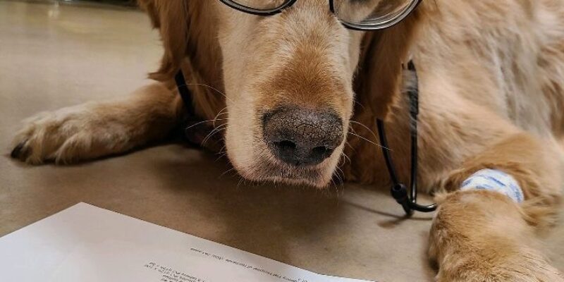 10 How does diet affect joint health in dogs?