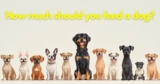 How much should you feed a dog?