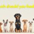 Wellness CORE Cat Food Review