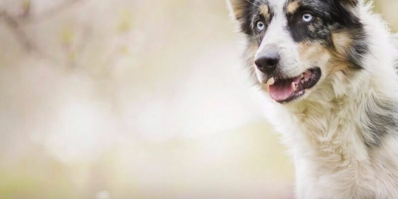 14 How to feed a dog (or cat)