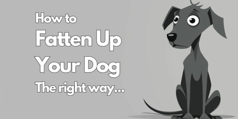 14 How to fatten up your dog