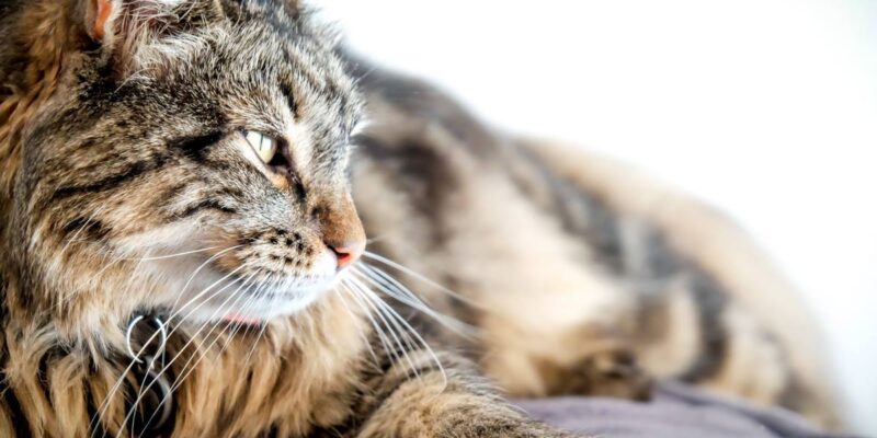 10 How to REALLY feed your cat