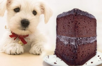 Is chocolate bad for a dog?