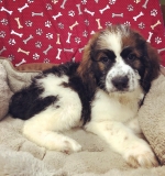 The Best Large Breed Dog Foods (and Large Breed Puppy Foods)