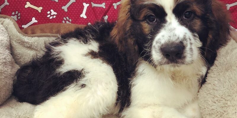 9 The Best Large Breed Dog Foods (and Large Breed Puppy Foods)