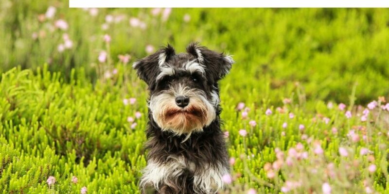 14 New Zealand Dog Food (in Australia)