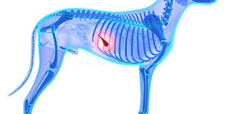 12 Pancreatitis & Low Fat Dog Foods